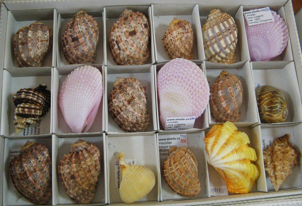 Výstava lastur a mořských přírodnin BRNO - 28. březen 2026