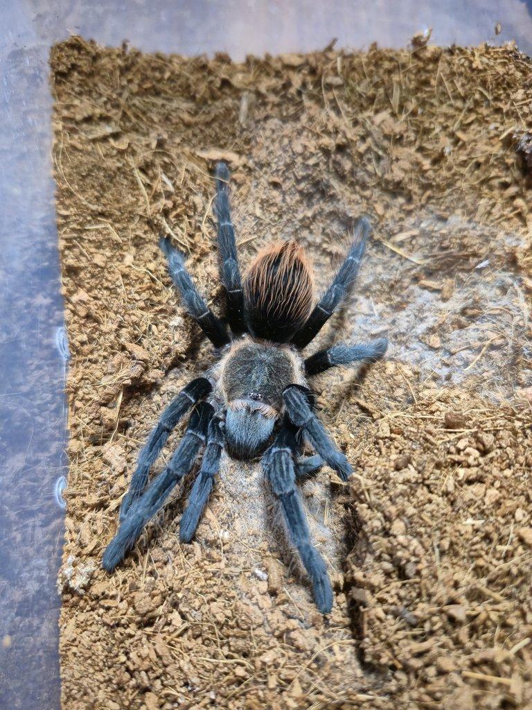 Nabízím chov sklípkanů