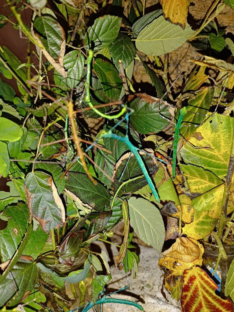 Strašilky Myronides sp. Peleng