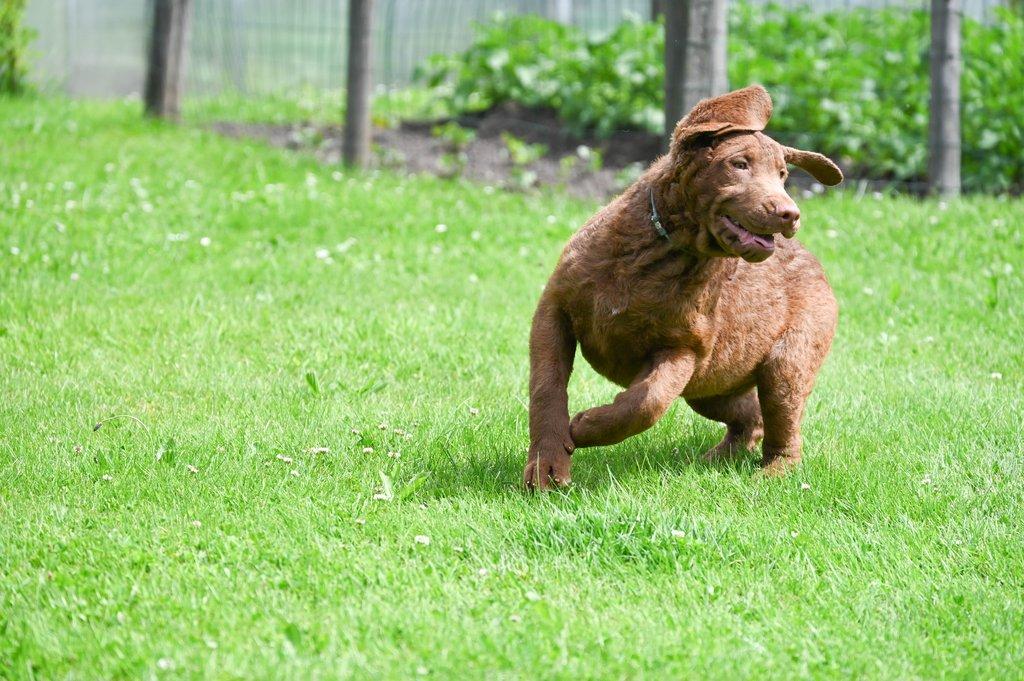 Hnědý retriever (jako hnědý labrador-chesapeake) s PP