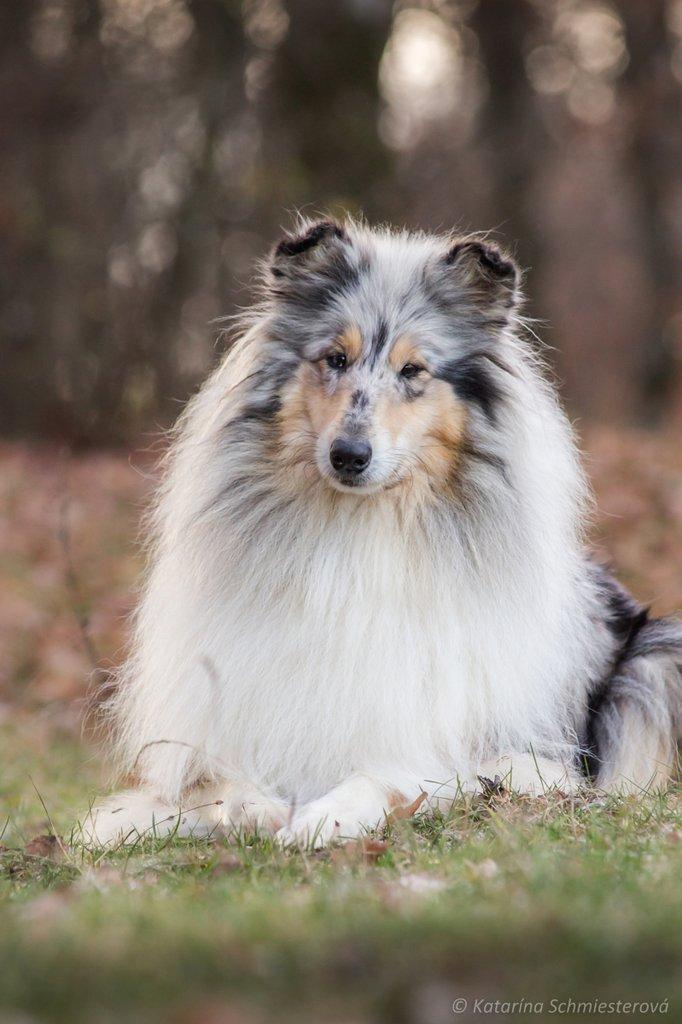 Dlouhosrstá kolie - štěňátka s PP