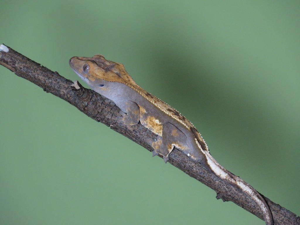 Pagekon řasnatý 1,0