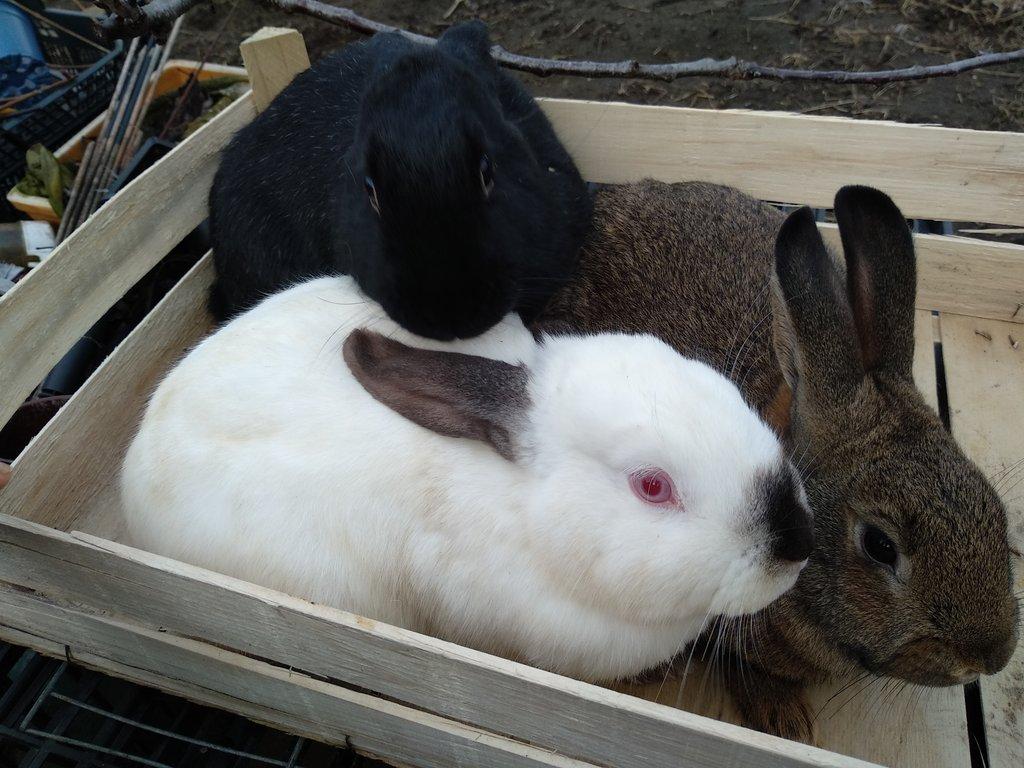 Kalifornský králík +mix