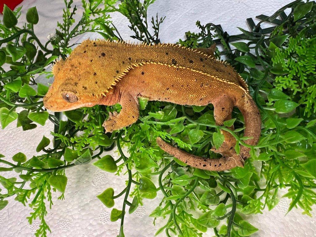 Pagekon řasnatý- Correlophus ciliatus