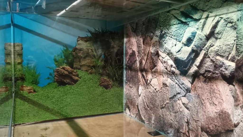 Prodám Velké Terárium  š - 160, h - 60, v - 55 cm