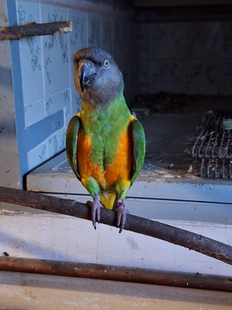 Papoušek senegalský / samec 2019