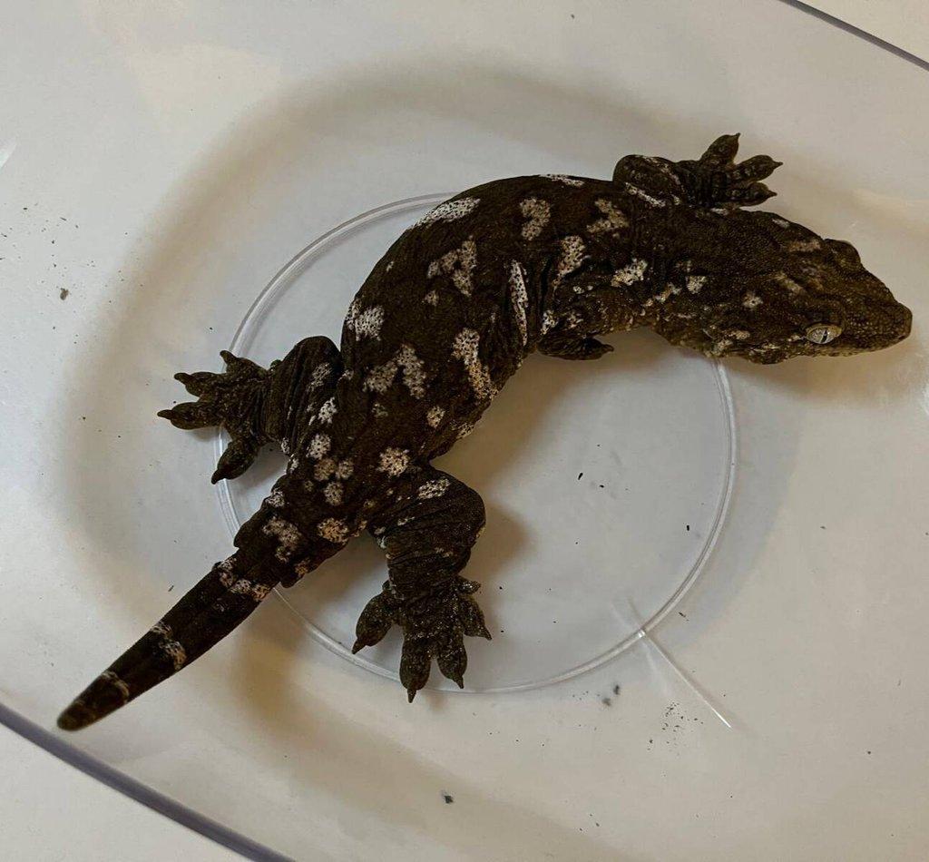 Pagekon Obří - Rhacodactylus Leachianus MT. koghis