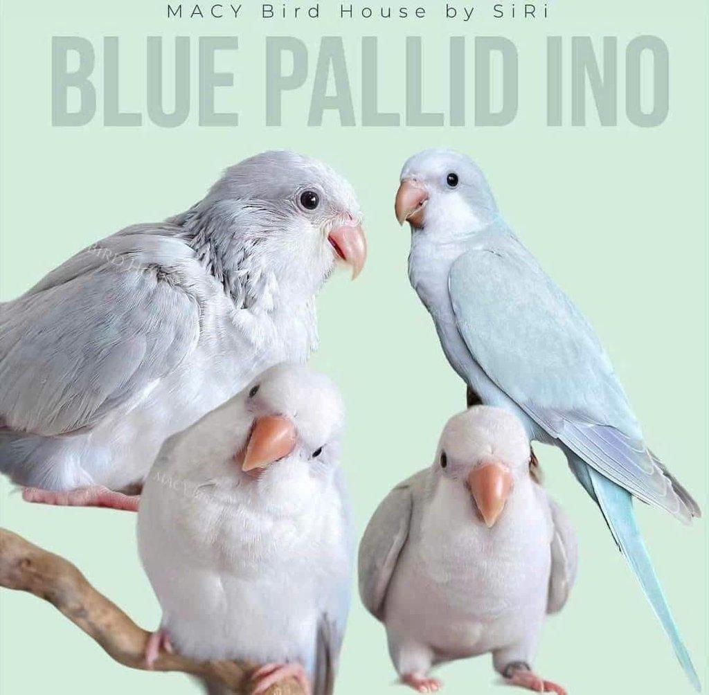 Koupím tyto barevné mutace