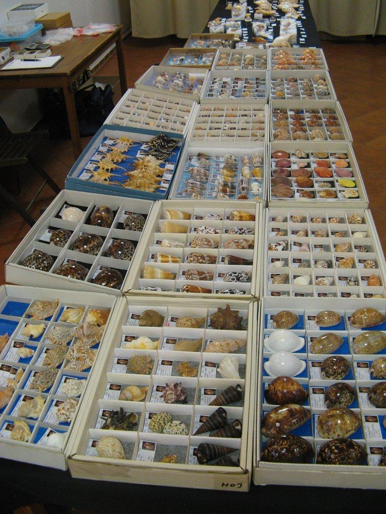 Výstava lastur a mořských přírodnin BRNO - 28. březen 2026