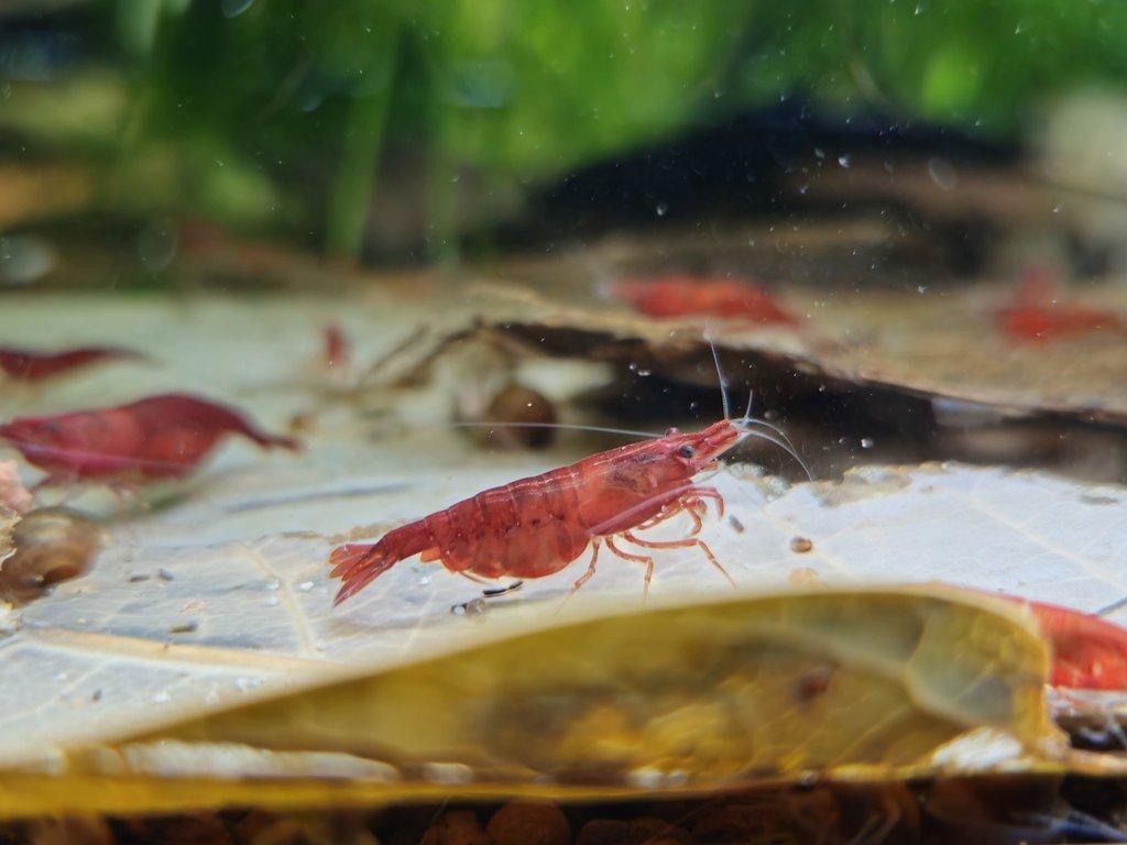 Sparťanské krevetky - nenáročné, čisté linie