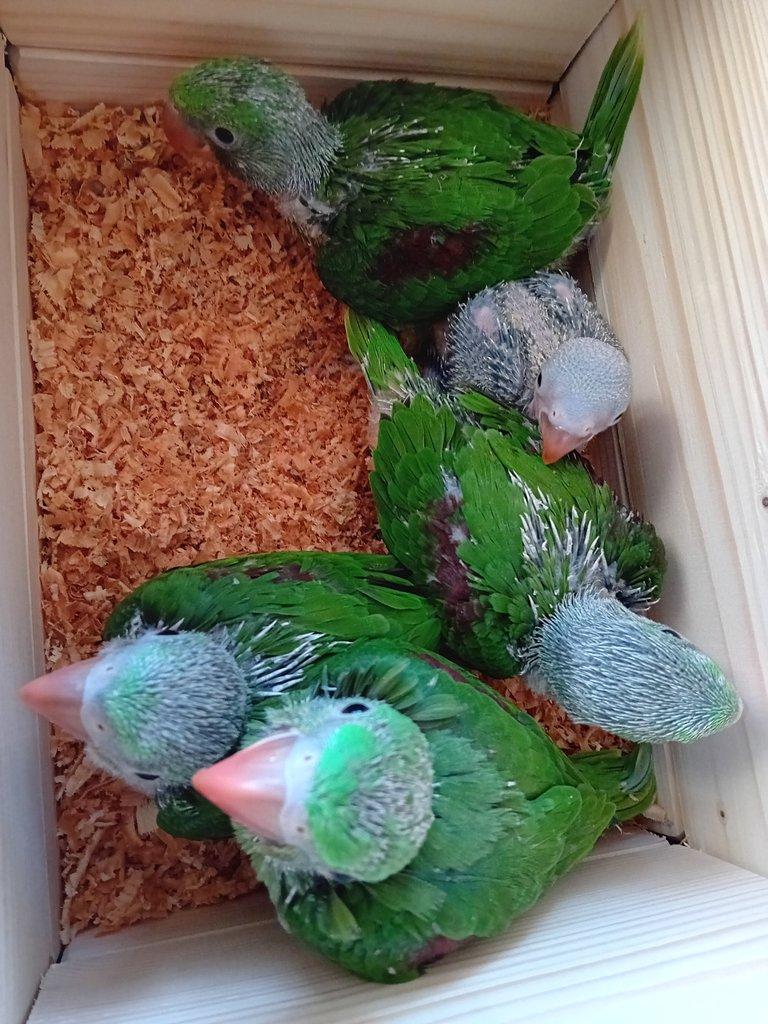 Ochočení ručně dokrmení alexandři velcí