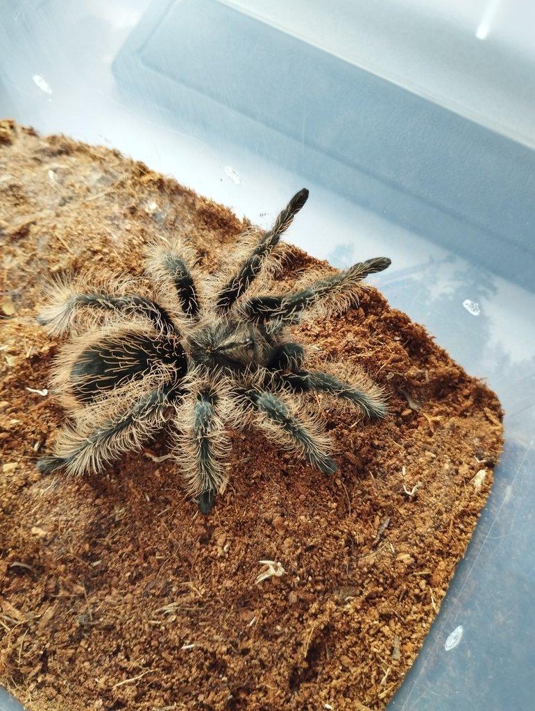 Tliltocatl albopilosum Nicaragua - samička