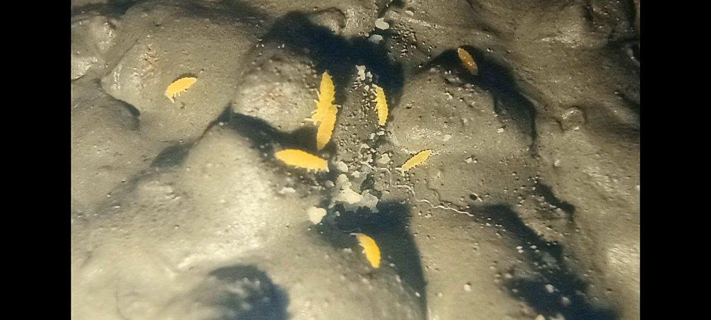 🟡 Ceratophysella isabellae Yellow Albino
