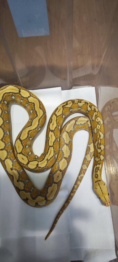 Krajta Mřížkovaná