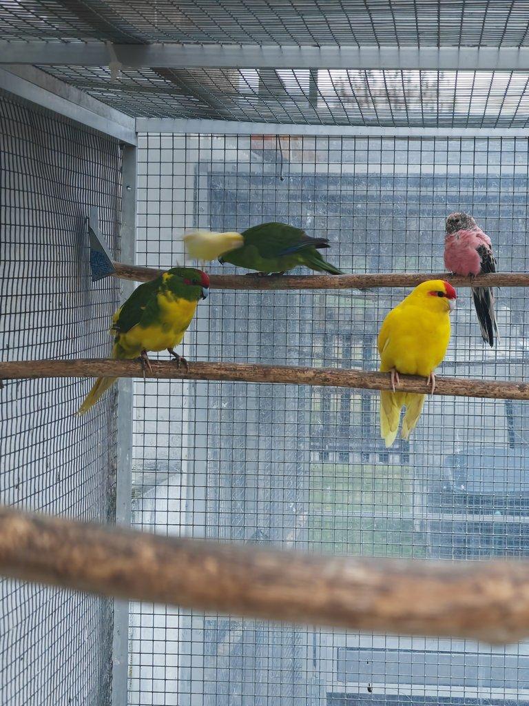 Kakariki rudočelý pár