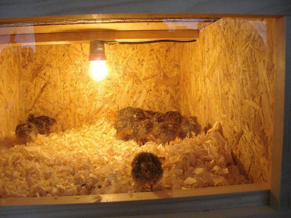 Prodám odchovnu na kuřata, křepelky a pod.