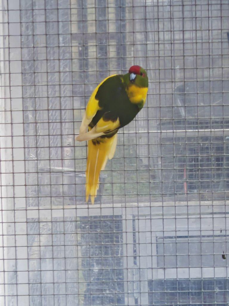 Kakariki rudočelý pár