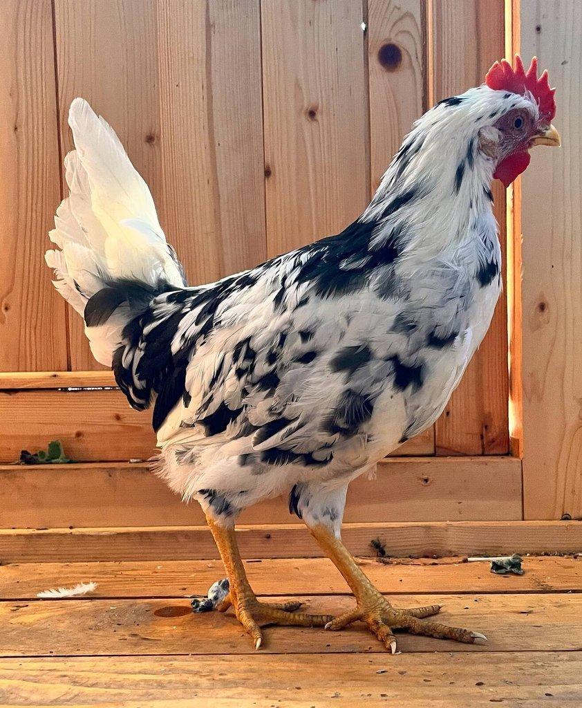 Vlaška exchequer - kohoutci