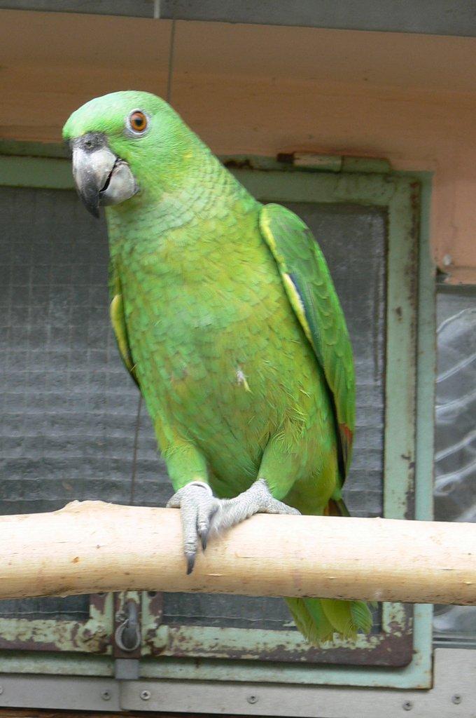 Amazoňan žlutokrký