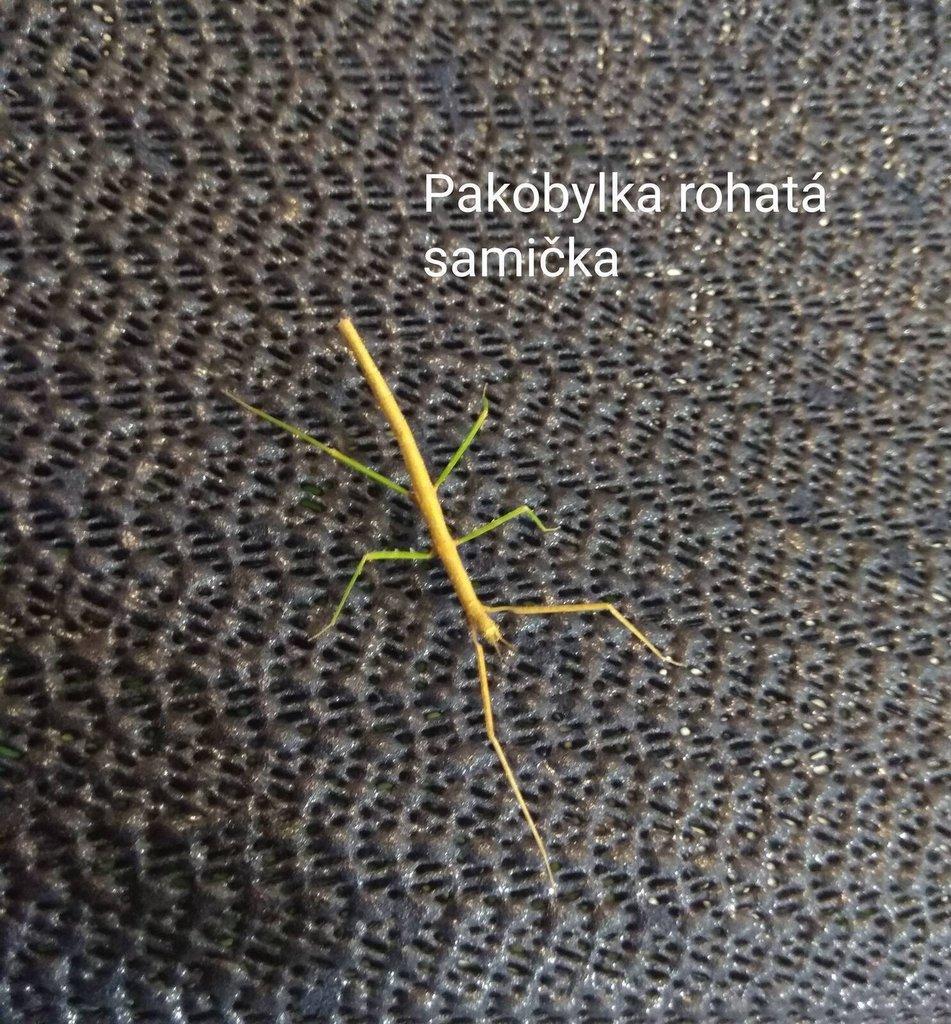 Strašilky a Pakobylky