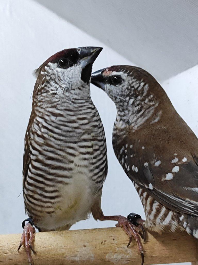 Takové ptáky koupím v Kroměříži.