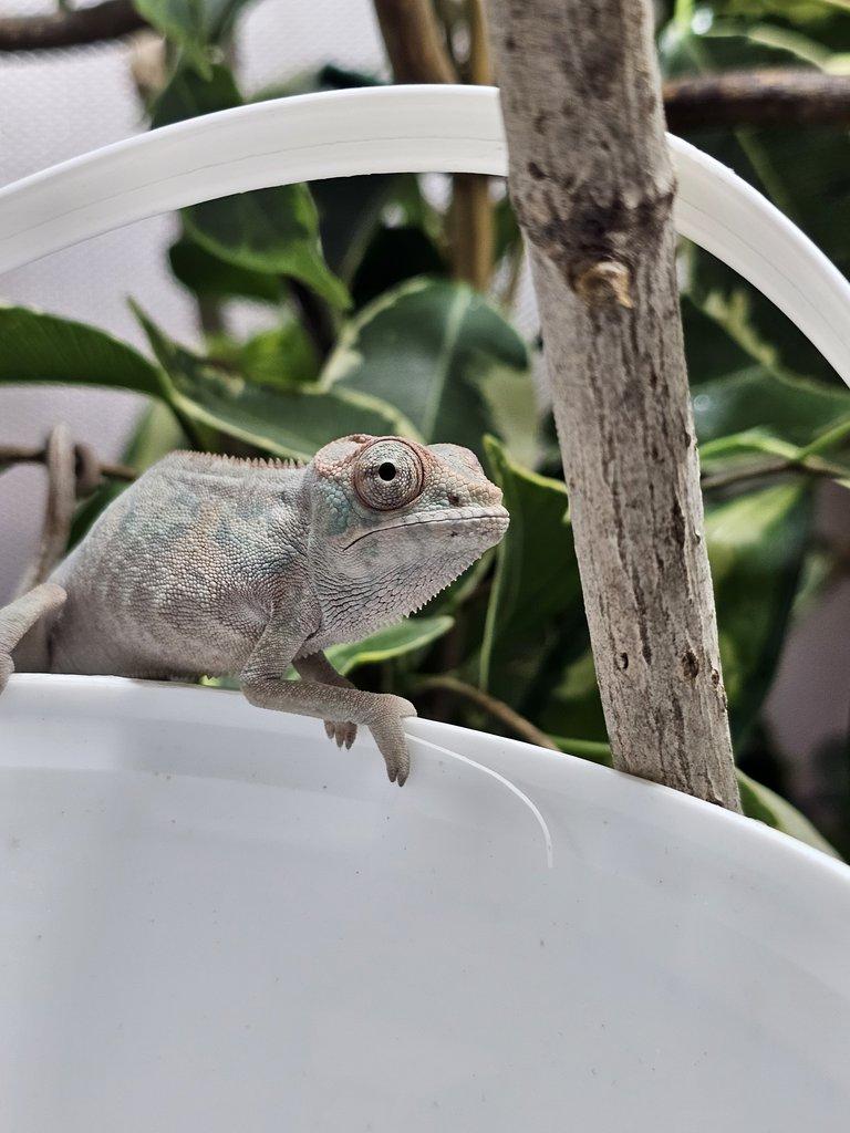 Chameleon pardálí