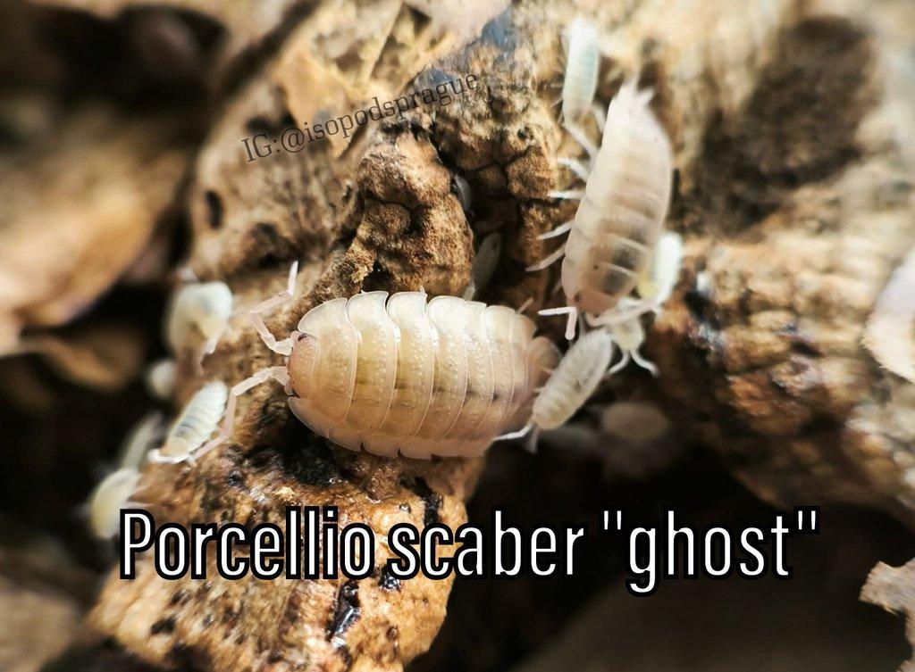 Isopody, mnohonožky, chvostoskoci ŽE 6.9., posílám