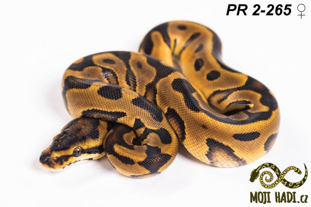 Krajta královská - Python regius