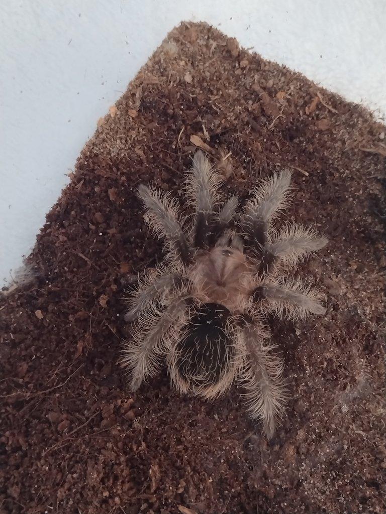 Brachypelma albopilosa