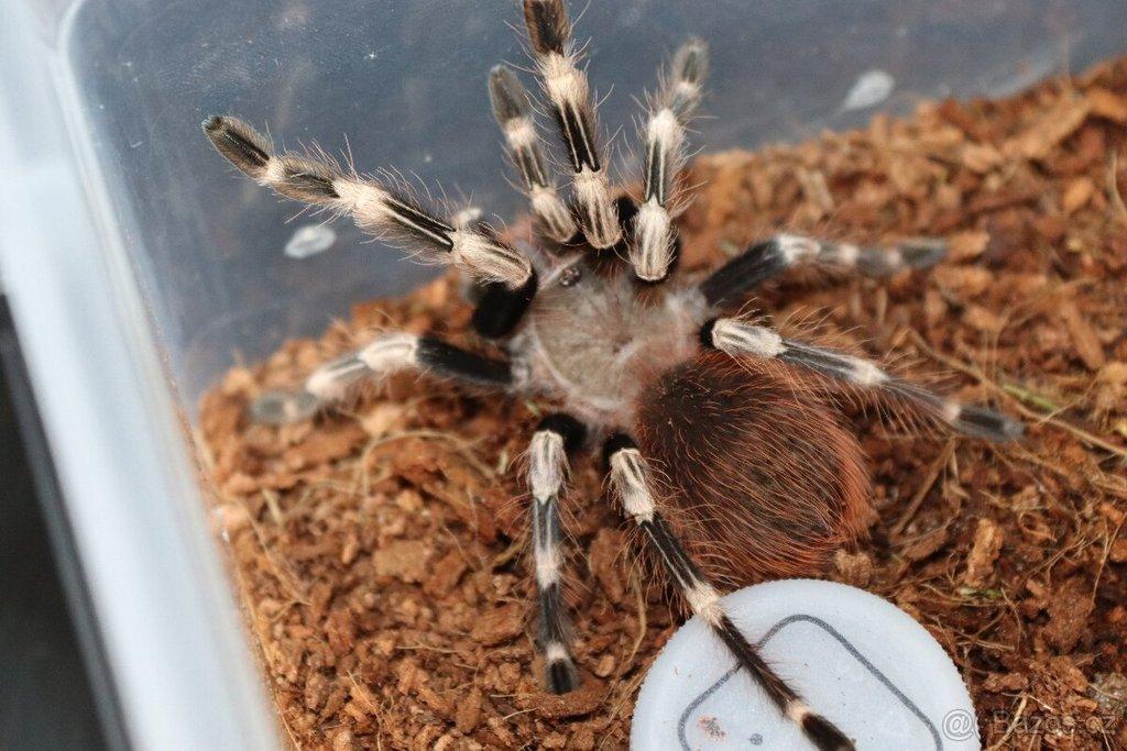 Nhandu chromatus