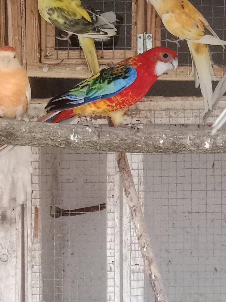 Prodám  mutační rosely