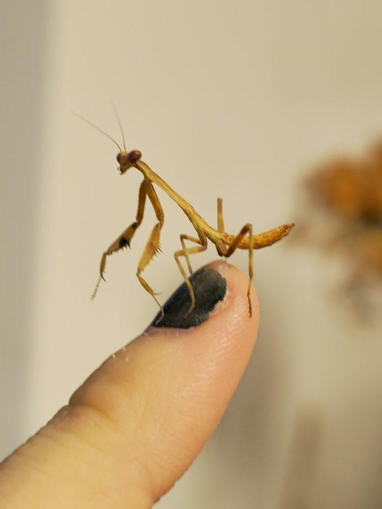 Žluté kudlanky Stagmatoptera femoralis L4