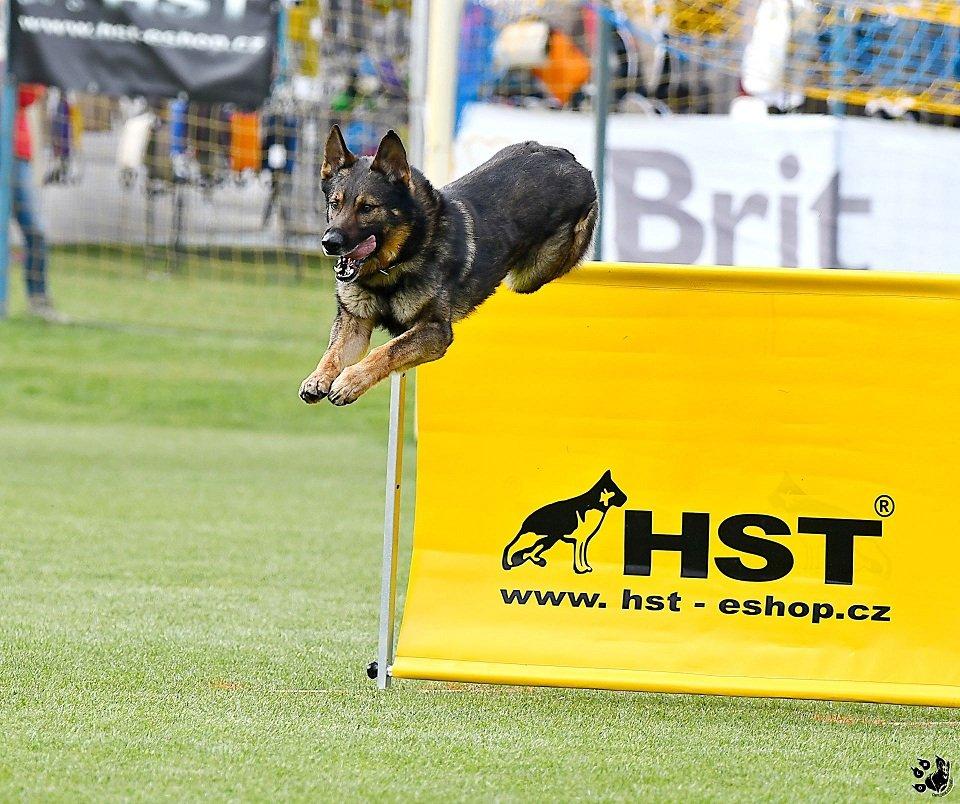 Německý ovčak štěnata z pp