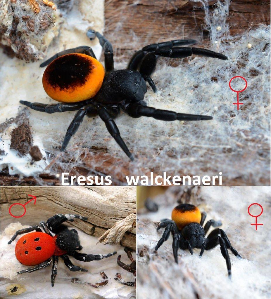 Stepníci rodu Eresus 3 druhy - Posledních pár kusů!