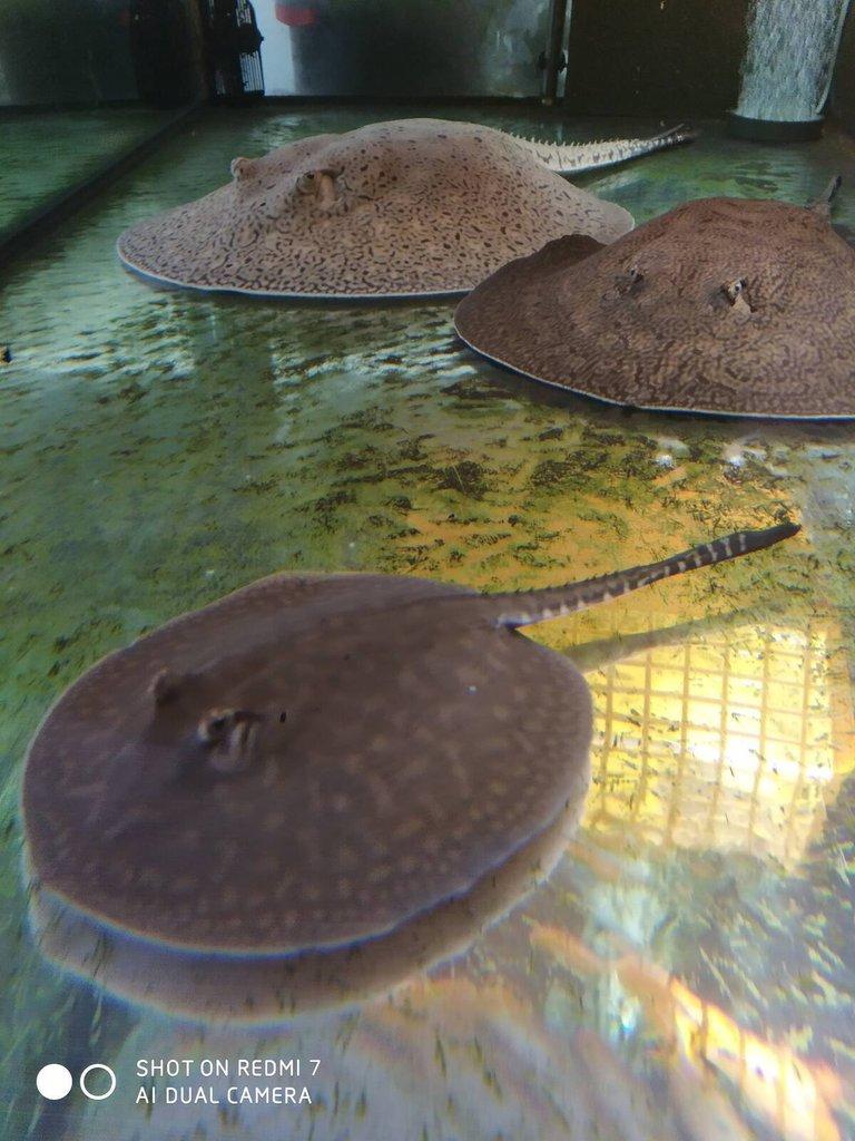REJNOK -potamotrygon scobina