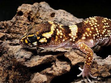 Výprodejová akce mláďat – Underwoodisaurus milii – Pagekon miliův ¬