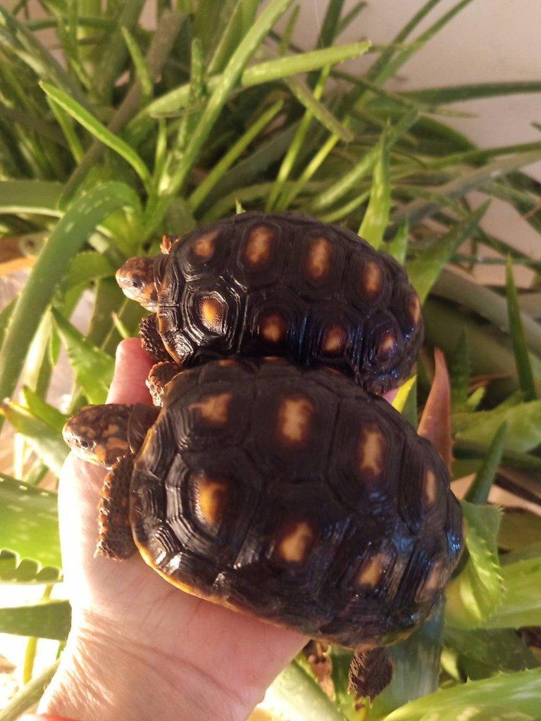 Želva uhlířská, dvě roční želvy/ Brno -venkov