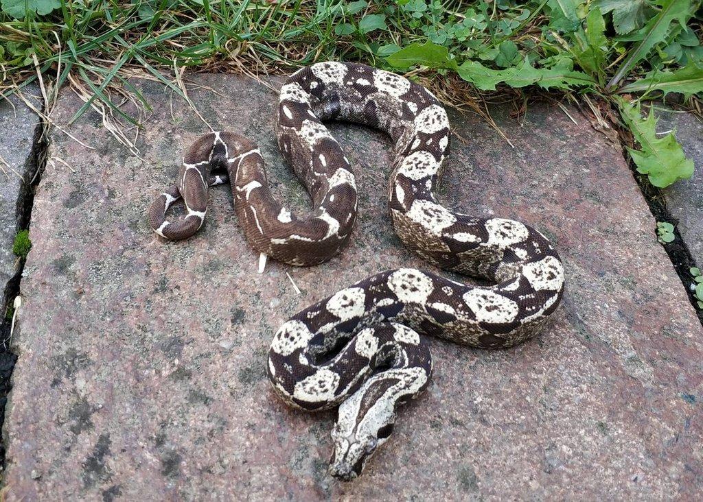 Boa imperator - Scoria Paradigm, IMG Arctic, IMG Paradigm