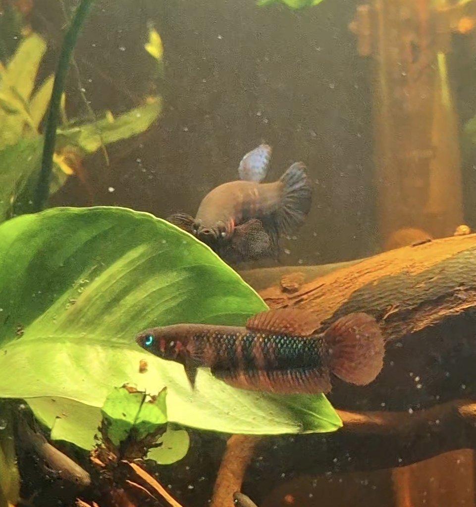 Betta Hendra - POUZE DO ZKUŠENÝCH RUKOU