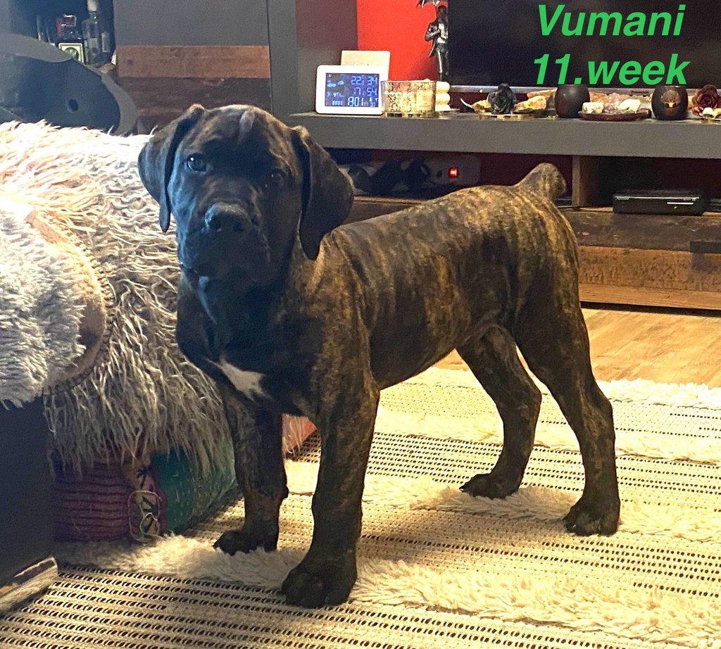 Boerboel štěně prodej FCI rodokmen