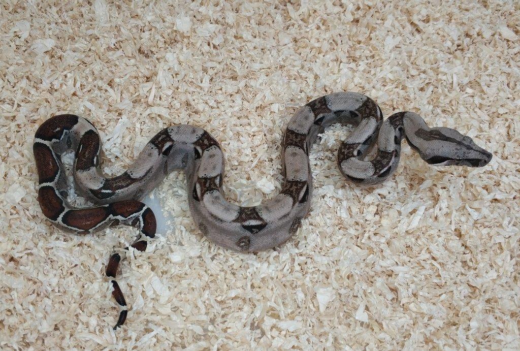 Boa imperator - VPI T+ Albino het Blood, Normal DH VPI Blood