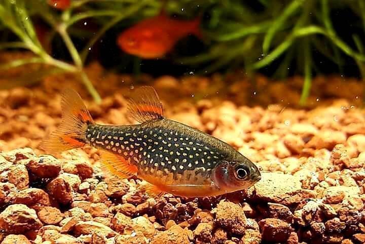 Dáno perlové (Dánio margaritatus)