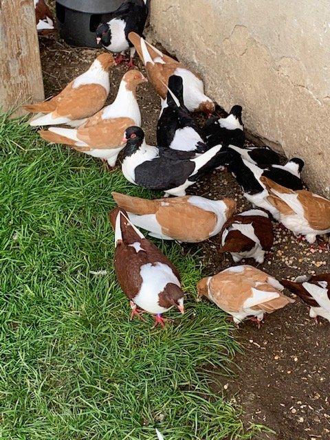 Prácheňské káníky černé,