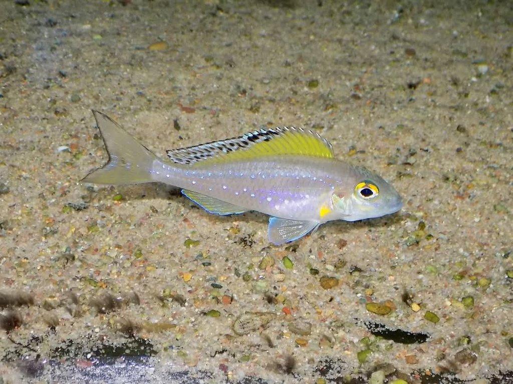 Tanganika