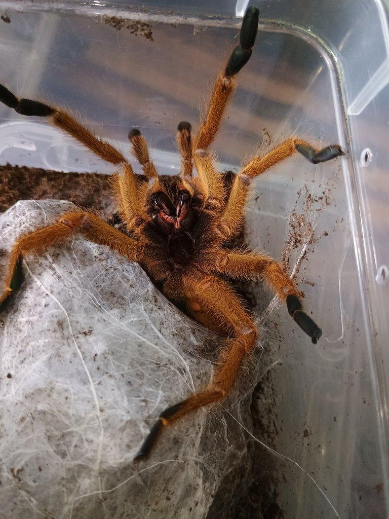 Pterinochilus murinus RCF 2,0 adult