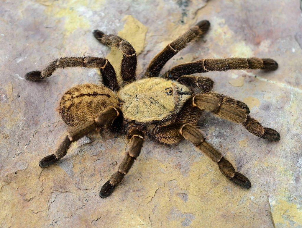 Sklípkani na Živou Exotiku a ZOO Trhy