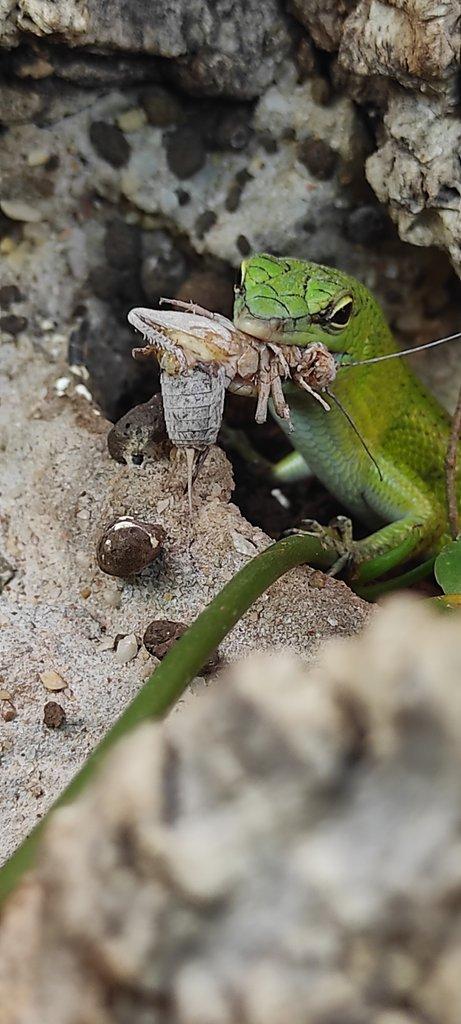 Dasia smaragdina