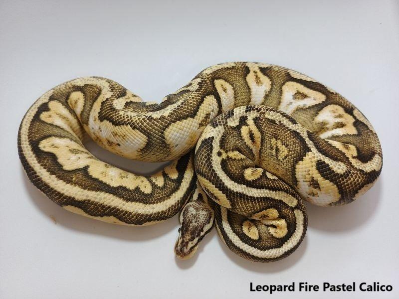 Python regius