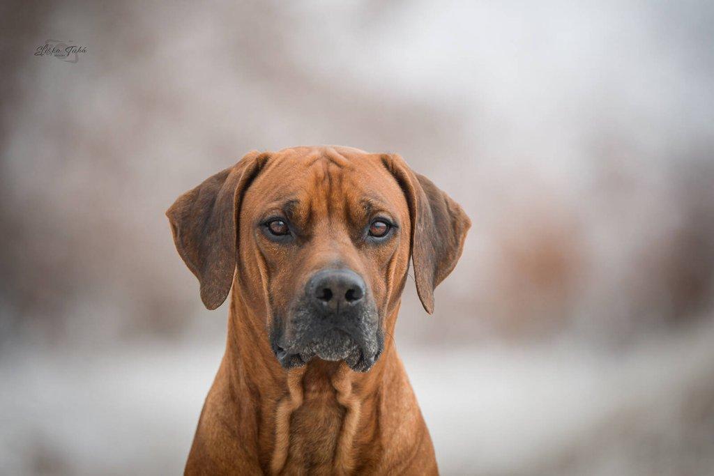 Rhodéský ridgeback - štěňátka s PP