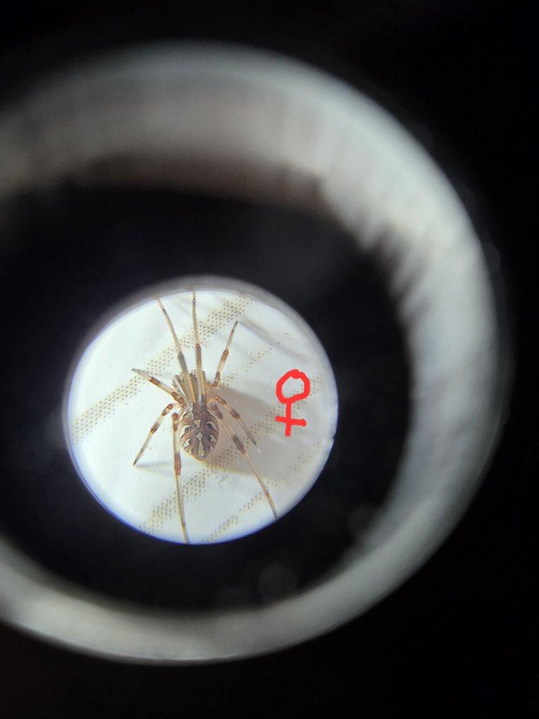 Latrodectus obscurior(Černé vdovy)-určené páry